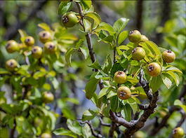 Груша лесная (Pyrus communis subsp. Pyraster)
