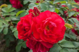 Роза морщинистая «Hansaland» (Rosa rugosa «Hansaland»)