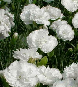 Гвоздика перистая «Haytor White» (Dianthus plumarius «Haytor White »)