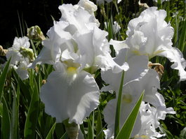 Ирис бородатый «Immortality» (Iris germanica «Immortality»)