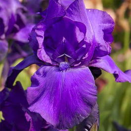 Ирис бородатый «Matinata» (Iris germanica «Matinata»)