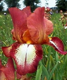 Ирис бородатый «Rimfire» (Iris germanica «Rimfire»)