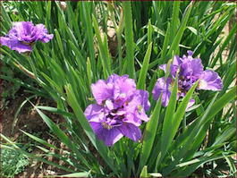 Ирис сибирский «Pink Parfait» (Iris sibirica «Pink Parfait»)