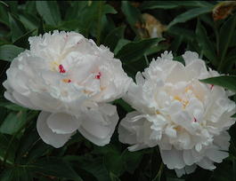 Пион молочноцветковый «Avalanche» (Paeonia lactiflora «Avalanche»)