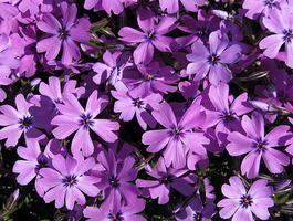Флокс шиловидный «Purple Beuty» (Phlox subulata «Purple Beuty»)