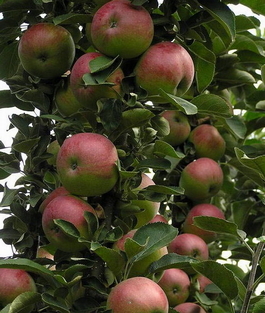 Яблоня домашняя колоновидная Арбат (Malus domestica Arbat)