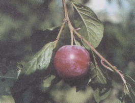 Слива домашняя Евразия 21 (Prunus x domestica Evrasia 21)