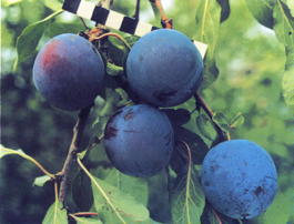 Слива домашняя Стартовая (Prunus x domestica Startovaya)