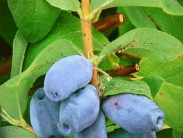 Жимолость синяя ф.съедобная «Роксана» (Lonicera coerulea f.edulis «Roksana»)