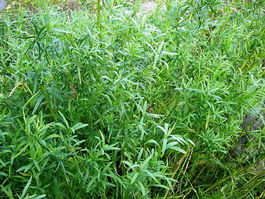 Эстрагонная полынь (тархун) (Artemisia dracunculus)